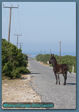 wild donkey in Karpas photo
