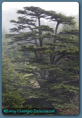 Cedar tree from Cedars of Lebanon Reserve photo